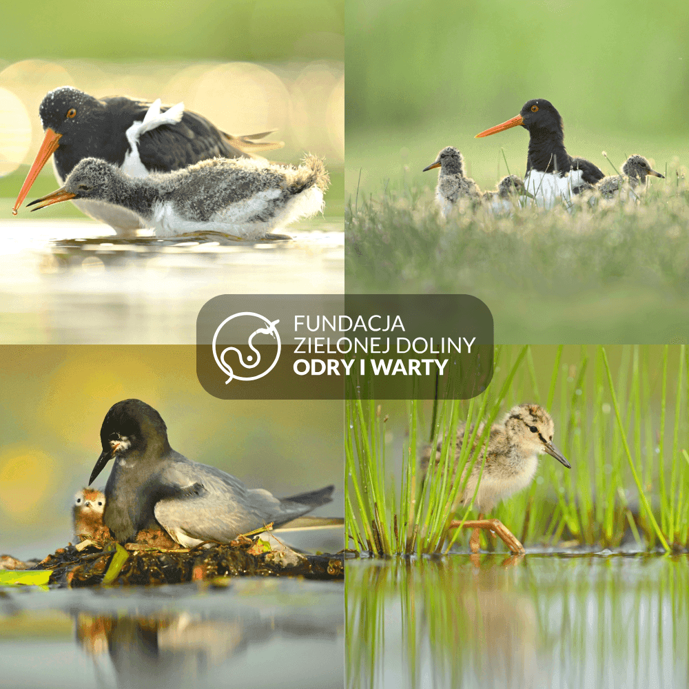 Fundacja Zielonej Doliny Odry i Warty